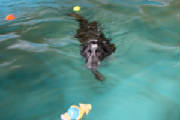 The Dog Pool Hydrotherapy Pool. Bonny.