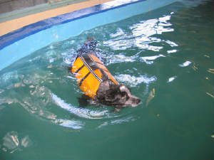 specswimming.jpg