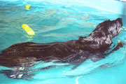 The Dog Pool Hydrotherapy Pool Image