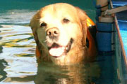 dogpool02.jpg