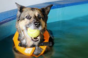dogpool03.jpg