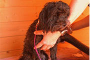 dogpool04.jpg