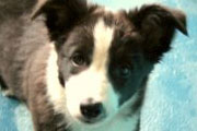 dogpool05.jpg
