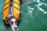 dogpool07.jpg