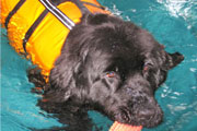 dogpool08.jpg