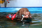 dogpool09.jpg