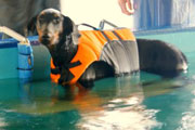 dogpool10.jpg